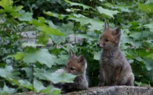 Une famille de renards s'est installée au cœur du Père-Lachaise