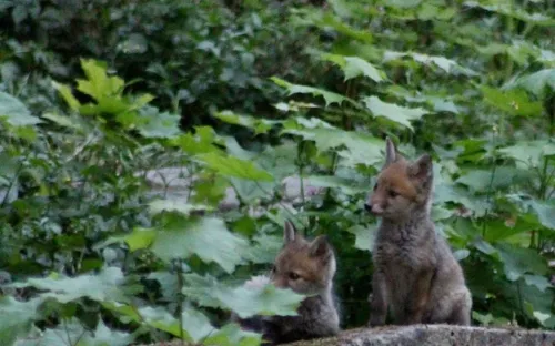 La mairie voudrait déplacer la petite famille de renards du Père...