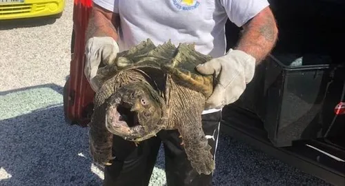 Une "tortue alligator" d'Amérique du Nord retrouvée dans un parc...