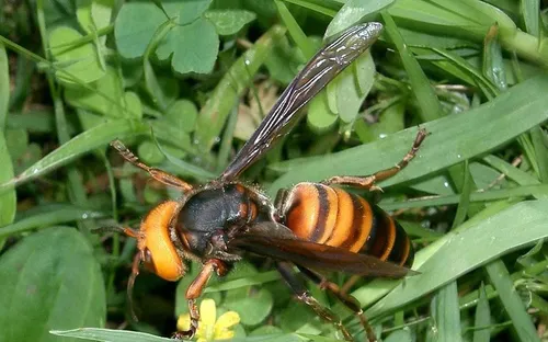 Des frelons asiatiques géants repérés aux Etats-Unis inquiètent