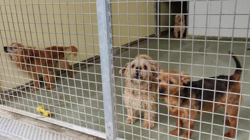 Au moins 650 chiens et chats choisis sur internet ont été adoptés à...