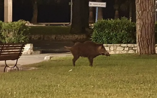 Cannes : un sanglier joue les stars sur la Croisette !