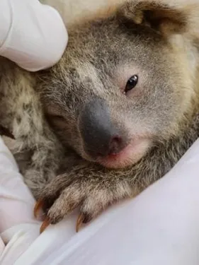 Australie : première naissance d’un bébé koala dans un parc...