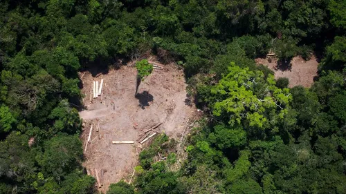 L'équivalent d'un terrain de foot de forêt détruit toutes les six...