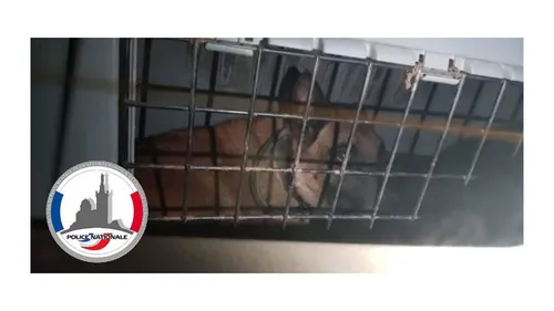 Marseille : il enfermait son chien dans son coffre de voiture