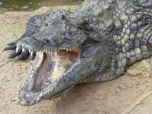 Elle manque de se faire croquer par un croco