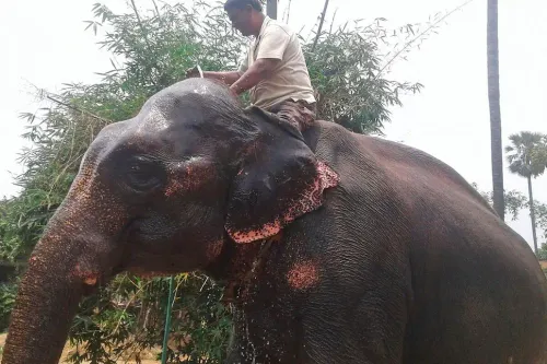 Il lègue des terres à ses deux éléphants domestiqués