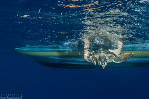 Une petite tortue caouanne soignée et remise à la mer au large...