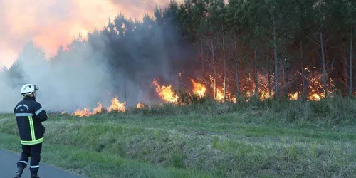 Il fait ses besoins en forêt et met le feu à ses excréments : 10...