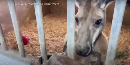 En Floride, la police arrête...un kangourou !