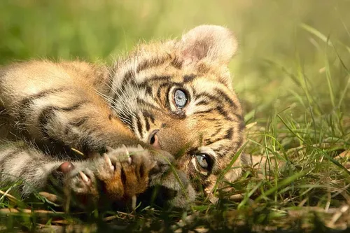 Naissance rarissime d'une tigresse de Sumatra dans un zoo polonais