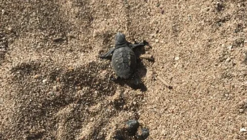 Fréjus : les bébés tortues sont nés sur la plage