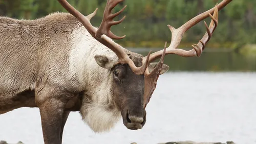 Le Canada s'oppose à des forages en Alaska menaçant des caribous