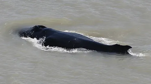 Australie : trois baleines se perdent dans une rivière infestée de...