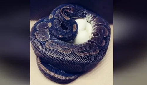Un python royal femelle pond des œufs sans voir approché un mâle...