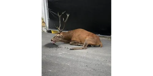 Un cerf traqué pendant une chasse à courre se réfugie près des...