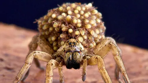 Il découvre une araignée-loup recouverte d'œufs dans son entreprise