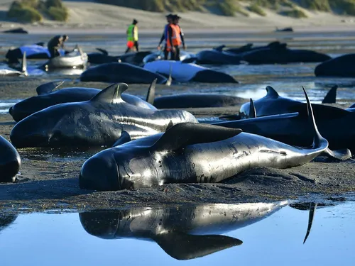 Australie : 380 dauphins égarés dans une baie en Tasmanie sont morts