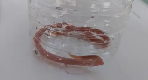 Une femme enceinte vomit un ver de 20 centimètres de long aux...