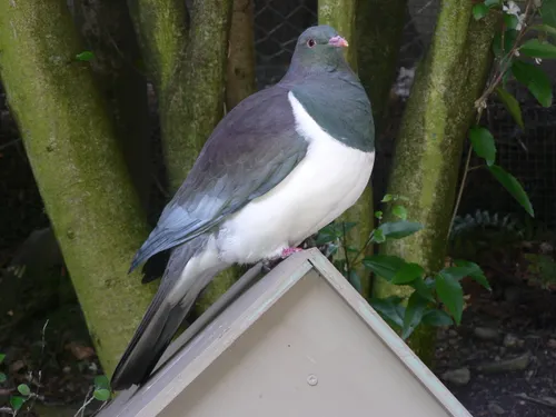 Un pigeon retourne chez lui 24 ans après !