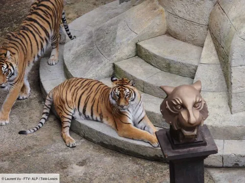 Bientôt la fin des tigres dans "Fort Boyard" ?