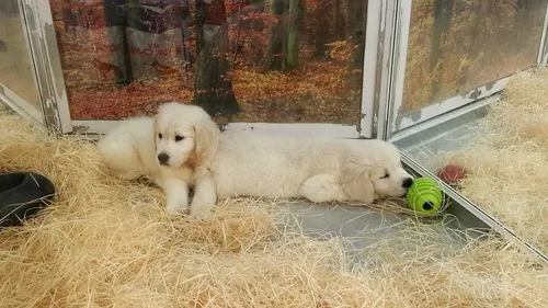 La SPA veut en finir avec la vente d'animaux dans les animaleries...