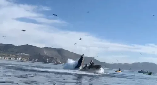Californie : une baleine manque d'avaler deux kayakistes