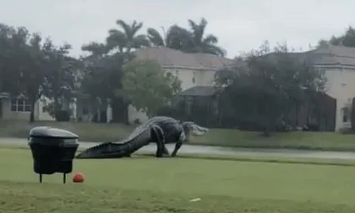 Un alligator géant traverse un golf en Floride !