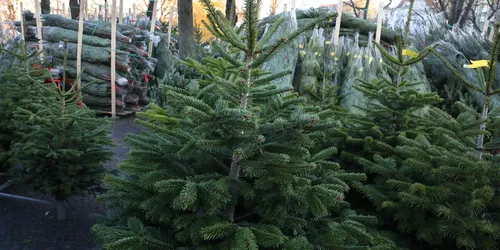 Des sapins de Noël seront vendus à partir de vendredi même chez les...