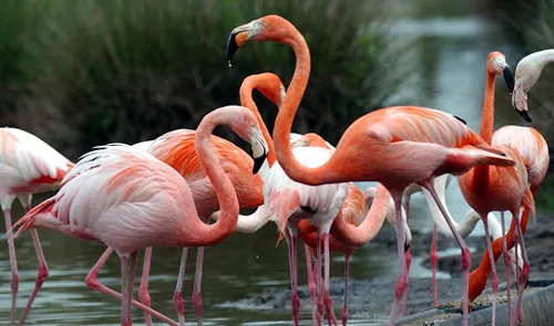 Arles : vous pouvez parrainer un flamant rose pour Noël !