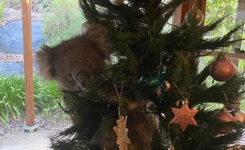 En rentrant chez elle, elle trouve un koala dans son sapin de Noël