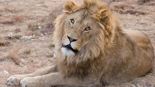 Espagne : quatre lions du zoo de Barcelone testés positifs au...