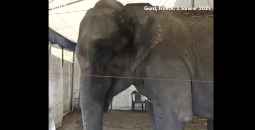 Gard : Dumba, une éléphante cachée par un cirque dans une décharge