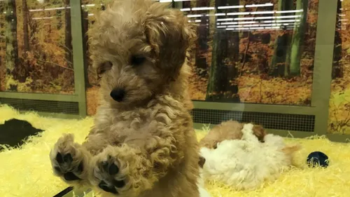 La vente de chiens et chats en animalerie bientôt interdite