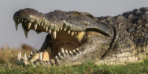 Un  homme survit à une attaque de crocodile en lui desserrant la...