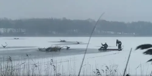 Des braconniers ont attiré des cerfs sur un lac gelé et causent la...