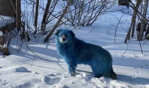En Russie, des chiens errants sont devenus bleus...
