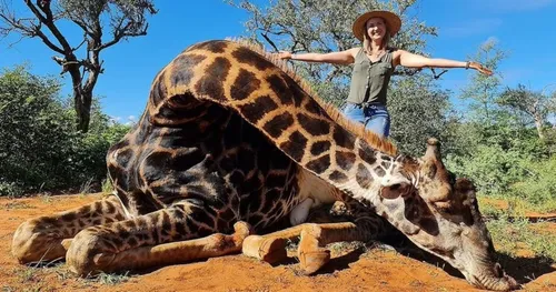 Polémique : elle chasse une girafe pour la Saint-Valentin et se...