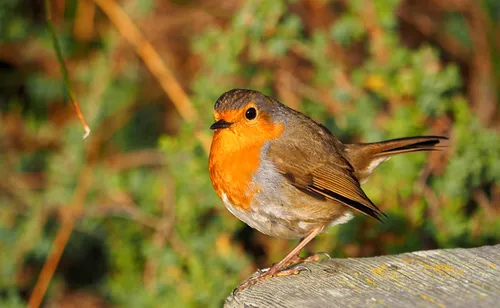 Toulon : un braconnier d’oiseaux protégés condamné à un an de...