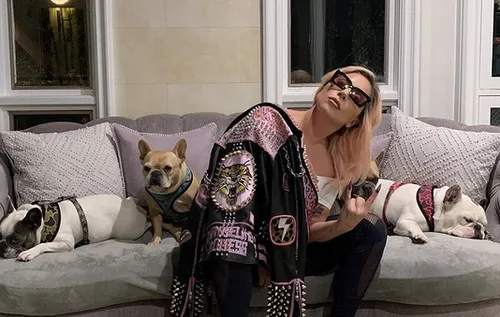 Lady Gaga se fait voler deux chiens, leur gardien blessé par balle