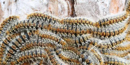 Avec les beaux jours, les chenilles processionnaires sont là