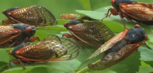 Les Etats-Unis vont être envahis par des cigales qui ne sortent de...