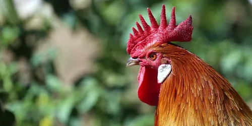 Le coq de son voisin est trop bruyant, elle appelle 96 fois la...