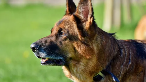 Une petite fille de 6 ans tuée par un berger allemand