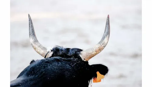 Arles : en pleine ville, trois taureaux s’échappent et font un blessé