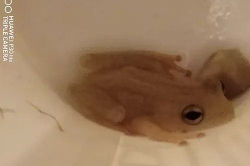 Elle mange une banane et y découvre... une petite grenouille !