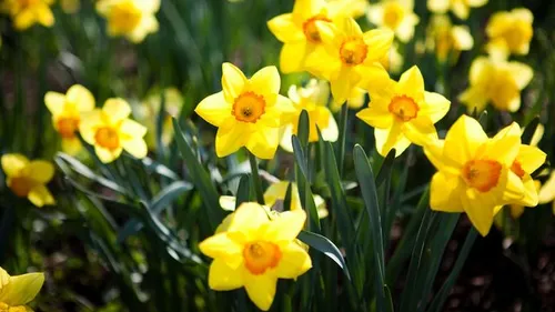 Elle se fait voler toutes les fleurs de son jardin en une nuit