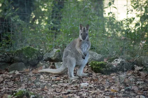 Trois kangourous en semi-liberté dans le massif de l'Estérel