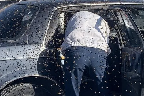 Le temps de faire des courses, un essaim d’abeilles s'installe dans...