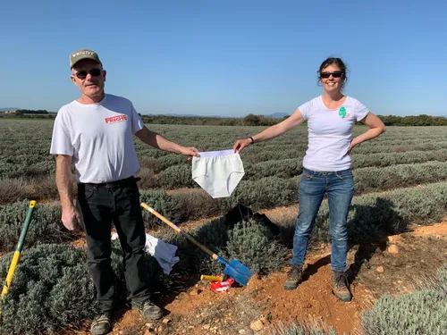Valensole : des slips enterrés pour mesurer la qualité des sols !